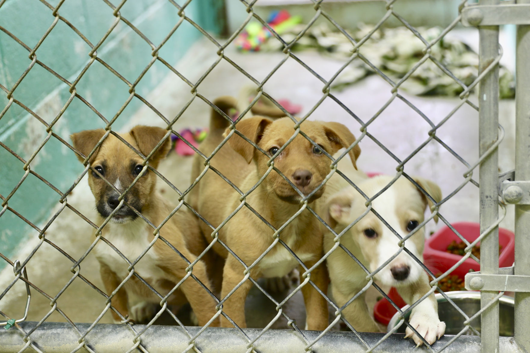 Orangeburg County Animal Shelter